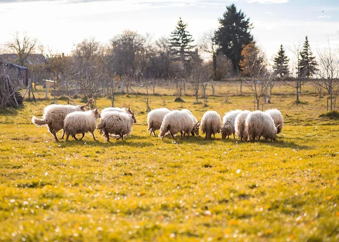 Pogacsas Porta Kiskorpad